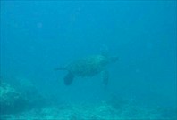 морская черепаха под водой